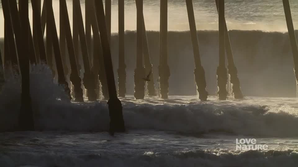 The ocean surges, crashing against the weathered pier supports. A bird dips and dives between the pilings, catching the light.
