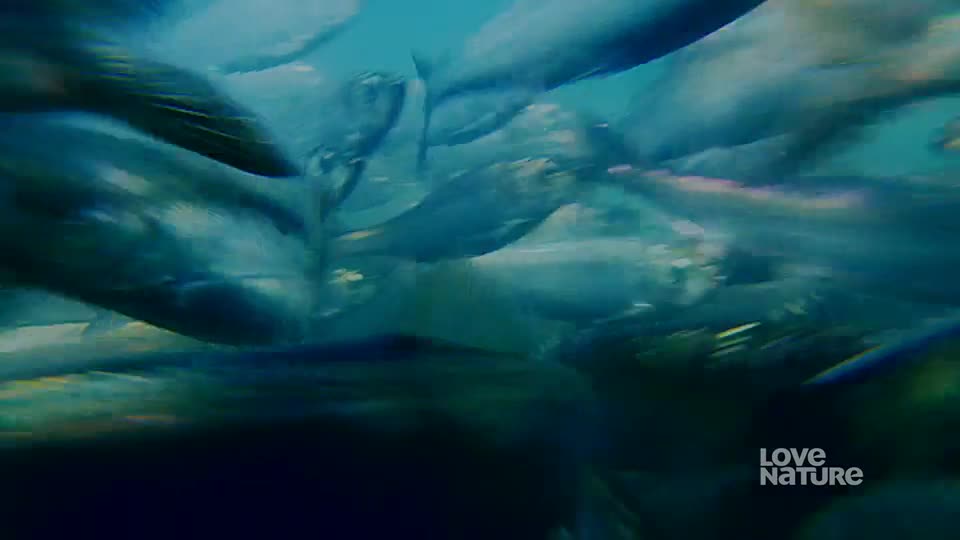 A school of fish, silver and streamlined, darts through the water. Their bodies glint in the filtered sunlight as they weave and turn.
