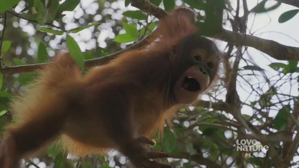An orangutan, mouth open, hangs from a branch. Its reddish-brown fur is ruffled as it swings through the trees.

