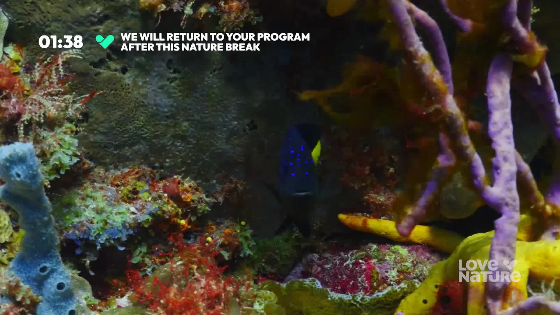 A small, dark fish with blue spots and a yellow tail fin hovers near a coral reef. The scene is framed by vibrant purple and yellow sponges, a break from the program.
