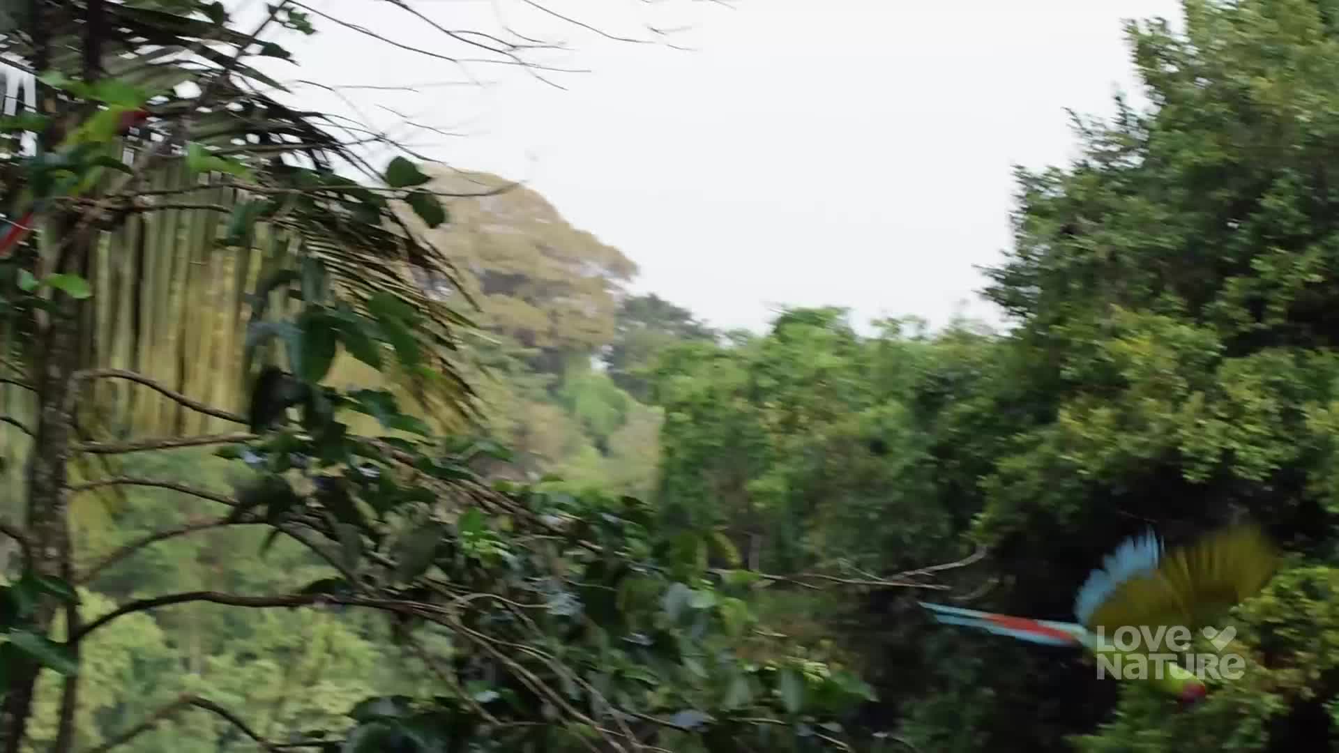 A parrot, sporting red, blue, and yellow feathers, flies past the dense green foliage. It disappears quickly, heading toward the misty, distant hills.

