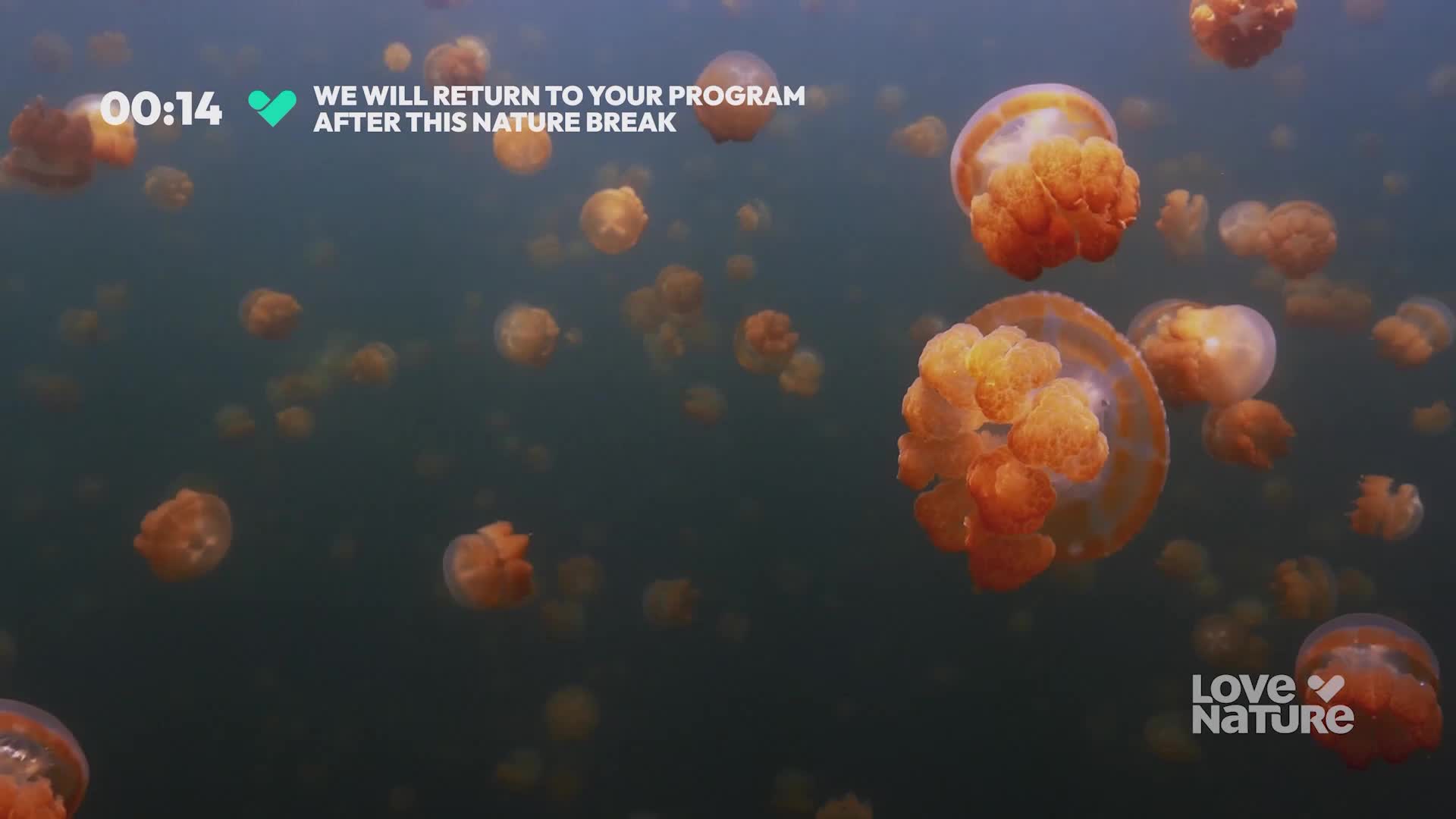 Dozens of orange jellyfish drift slowly through the dark water. Their bell-shaped bodies pulsate gently, as they move.

