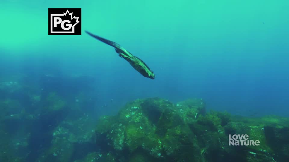 A dark, elongated creature glides through the water, its body angled downward. Below, a rocky seabed is visible in the depths.
