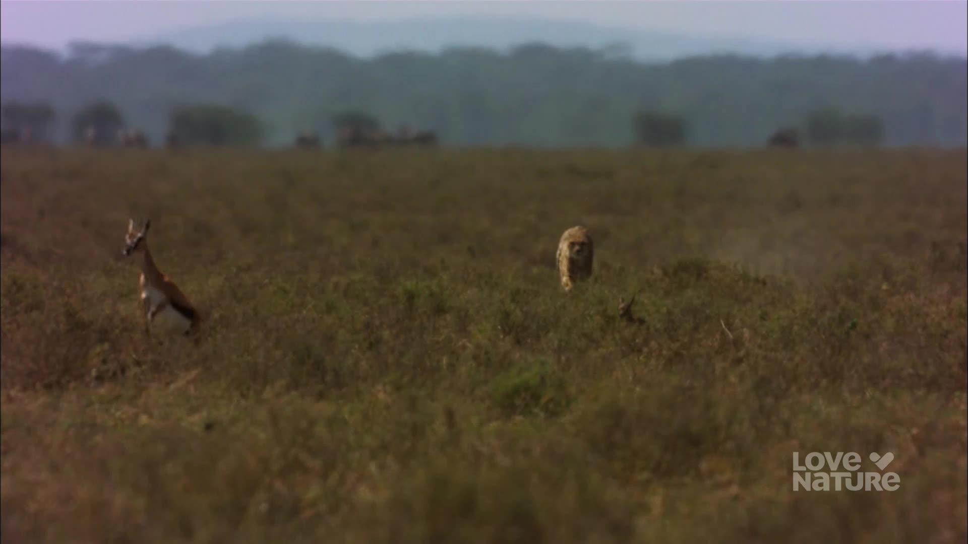 A gazelle leaps away, its body angled as it flees. A lion, its coat blending with the tall grass, gives chase.
