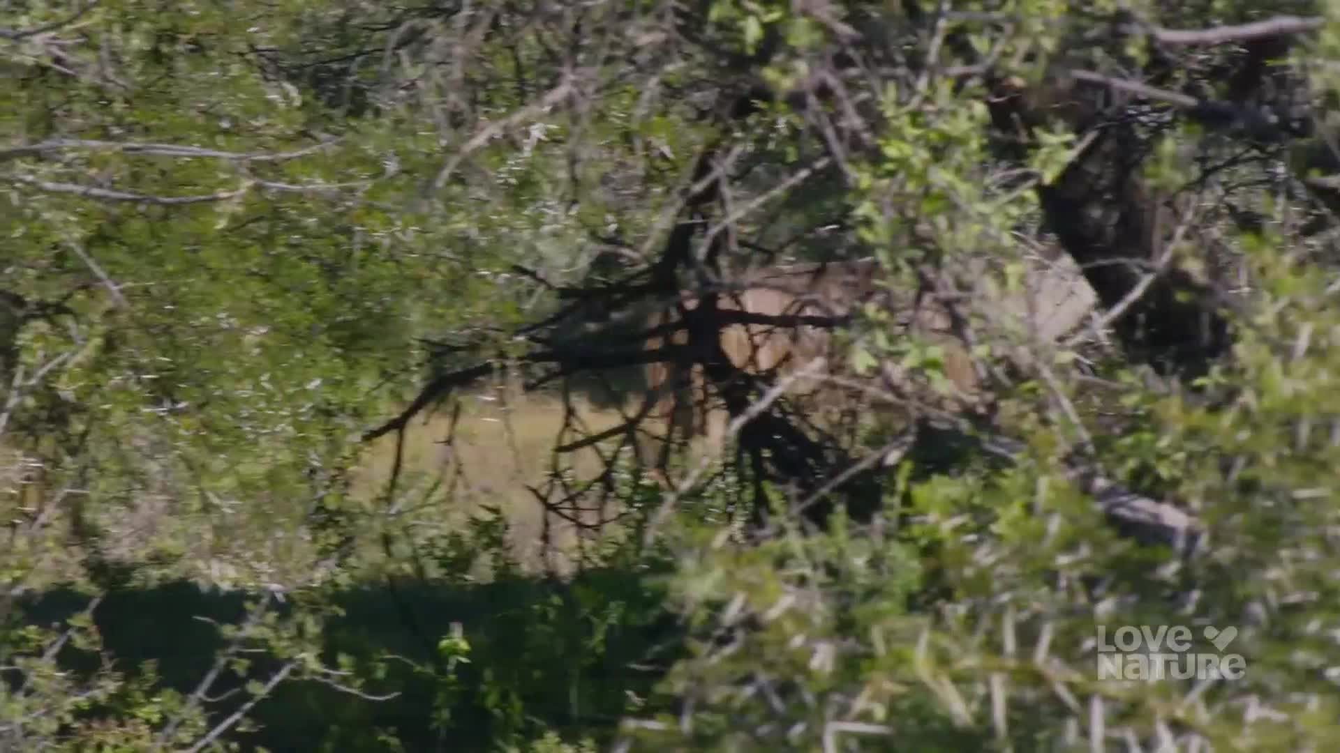 A large animal, likely a deer, is partially obscured by branches and leaves. It's standing still, its brown coat blending with the surrounding vegetation.
