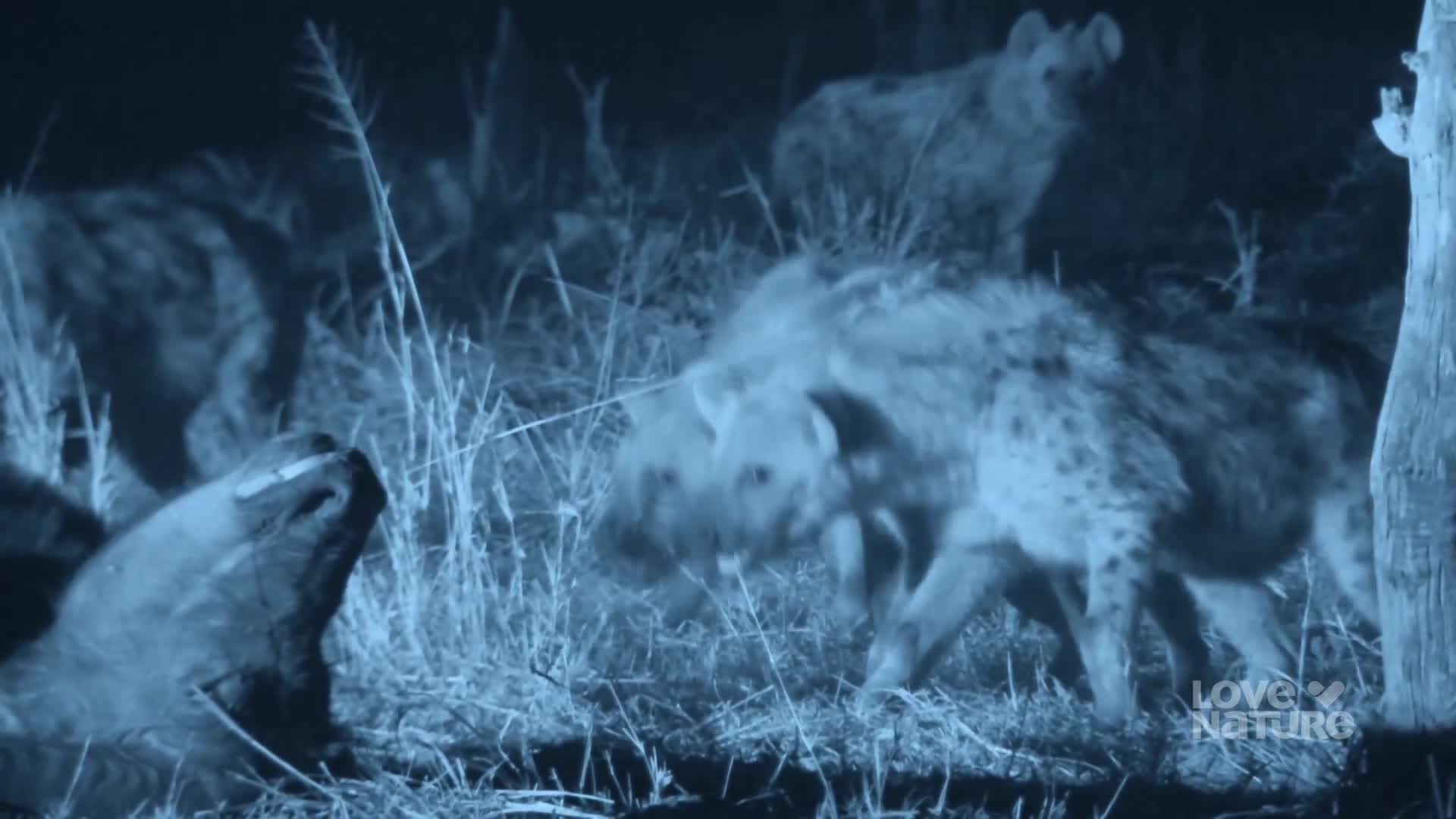 Spotted hyenas, illuminated by a blue light, gather in the tall grass. One appears to be sniffing the ground while others move about, their forms slightly blurred.
