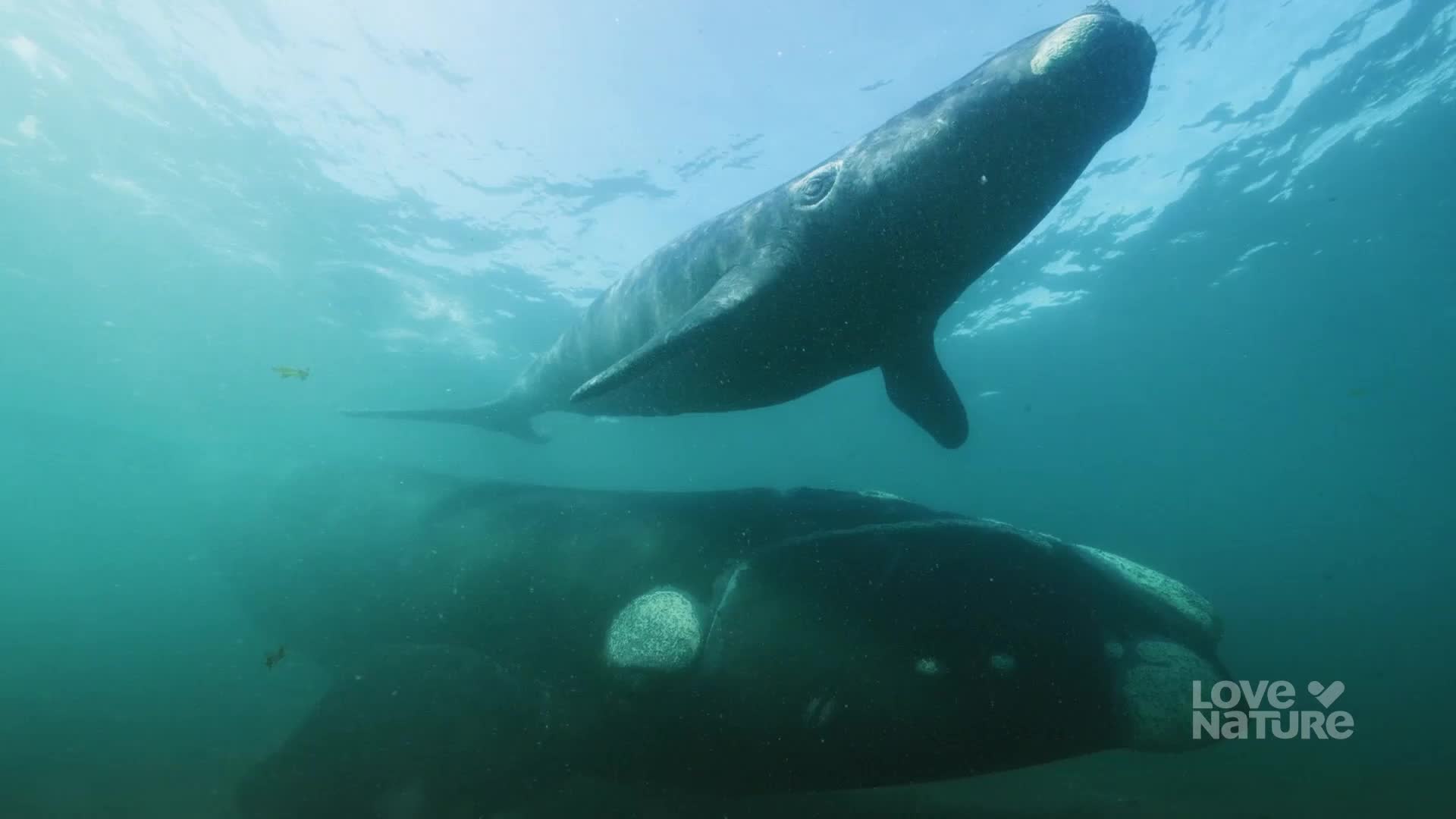 Two dark whales glide through the clear water, one positioned above the other. The upper whale's eye is visible as it moves past, its pectoral fin extended.
