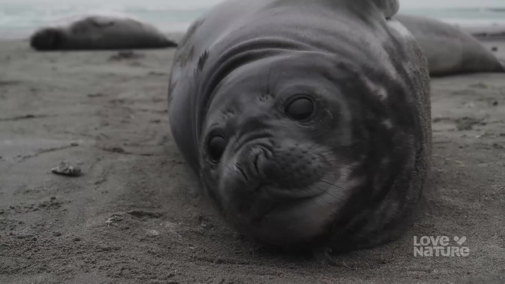 A large seal rests on the sand, its dark eyes fixed on something nearby. Its body is mostly still, but the seal seems to be studying its surroundings.
