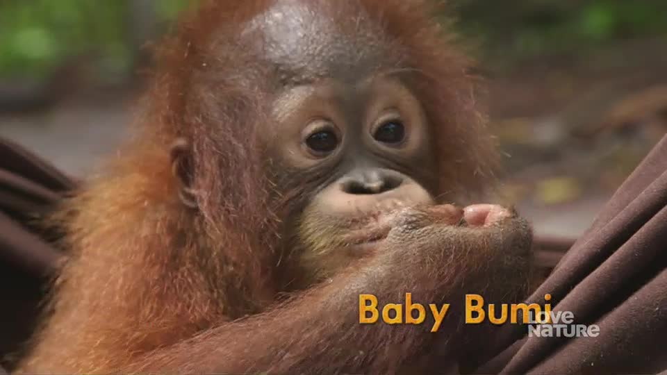 A baby orangutan, its reddish-brown fur soft and thick, is nestled in a dark brown fabric. Its small hand is raised to its mouth, the pink of its fingers visible.
