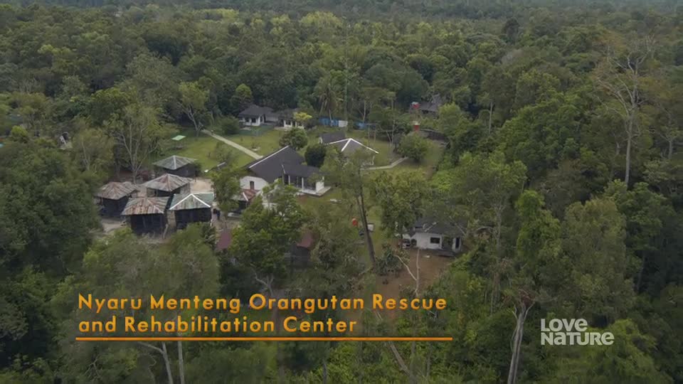 A cluster of buildings, with dark roofs, sits in a clearing surrounded by dense green trees. It's the Nyaru Menteng Orangutan Rescue and Rehabilitation Center, a place of refuge in the heart of the forest.
