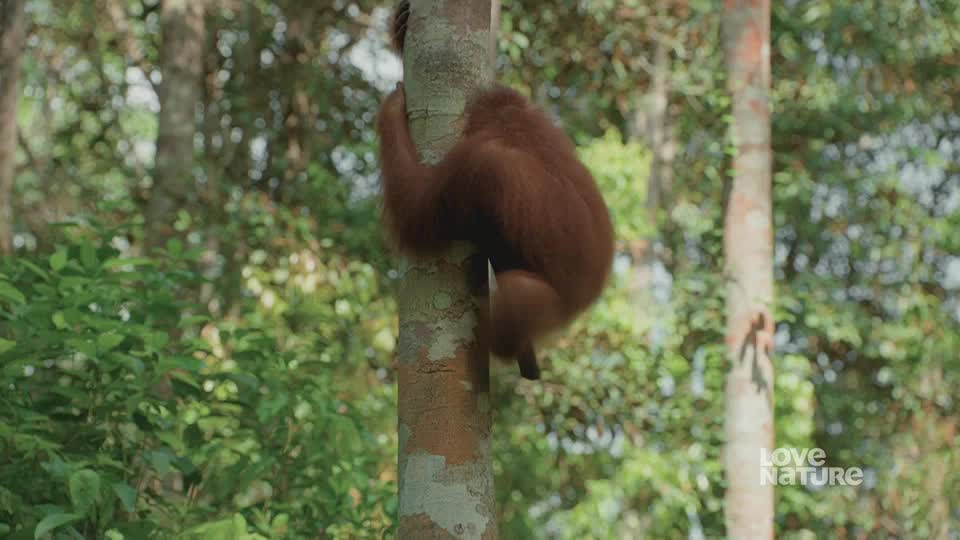An orangutan, its reddish fur catching the sunlight, is clinging to a tree trunk. It's slowly ascending, using its arms and legs to grip the bark.
