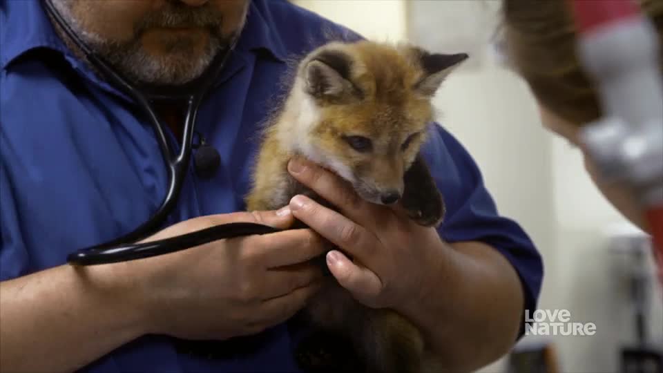 A veterinarian cradles a small fox, the stethoscope's black tubing draped across his hands. The fox, with its reddish-brown fur, gazes downward as the doctor examines it.

