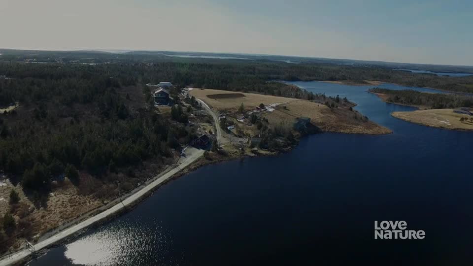 A road hugs the edge of a dark, still lake, leading to a few buildings nestled on a small peninsula. Dense evergreen forest stretches out behind the structures, and the sky is a clear, pale blue.
