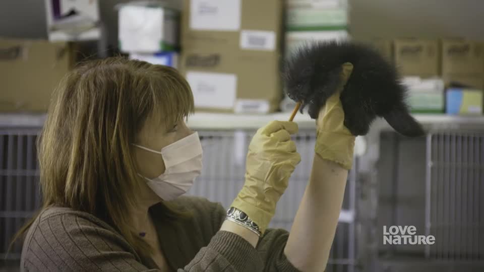 A woman in a mask and gloves holds a small, dark, fluffy animal, offering it something on a stick. The creature is being fed in a sterile environment, likely a wildlife rehabilitation center.
