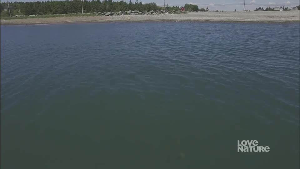 The water's surface is rippling gently, reflecting the blue sky above. A shoreline of trees and rocks sits in the distance.
