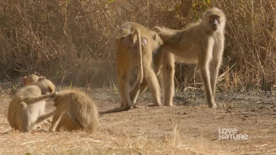 Two baboons sit close together, grooming each other's fur. Another stands nearby, while a fourth one looks directly at me.
