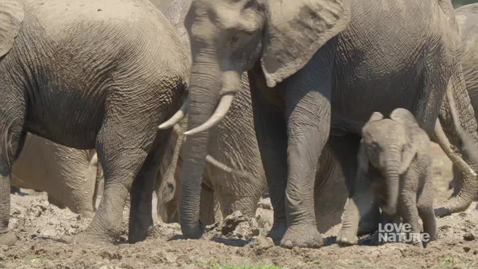 A small elephant calf stands close to its mother, dwarfed by her massive legs. The herd is clustered together in the muddy ground.
