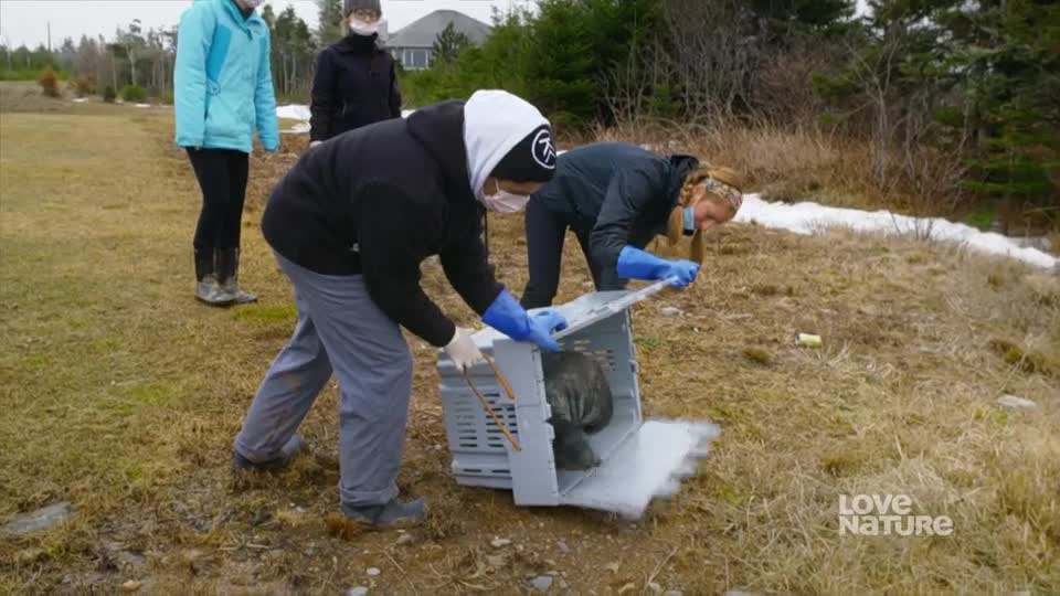 Two people, wearing gloves and masks, are carefully opening a plastic crate. Inside, a large, grey animal is visible, resting on what appears to be ice.
