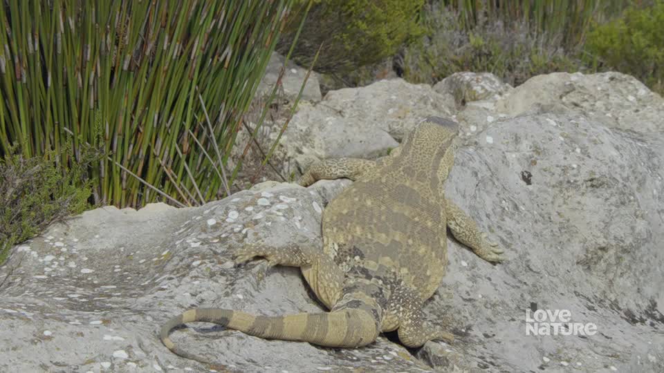 A large lizard, its patterned back blending with the rocks, slowly climbs over the stone. Its long tail, striped with tan and dark bands, curves behind it.
