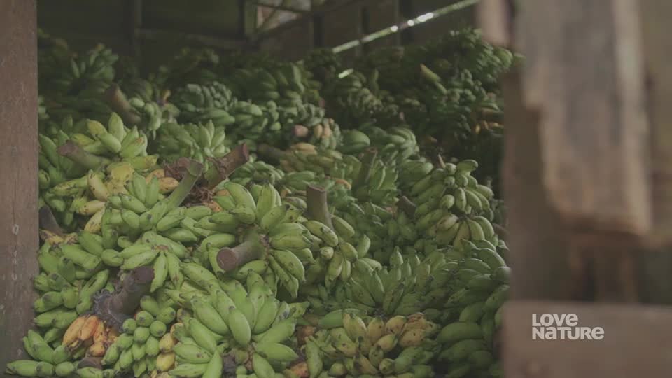 A mountain of green bananas fills the space, some still attached to their thick, brown stems. The fruit is piled high, filling the frame from edge to edge.
