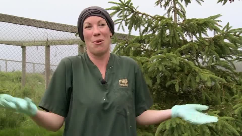A woman in green scrubs and a dark head covering gestures with her gloved hands, standing in front of a pine tree. Behind her, a fence and a field are visible in the overcast light.
