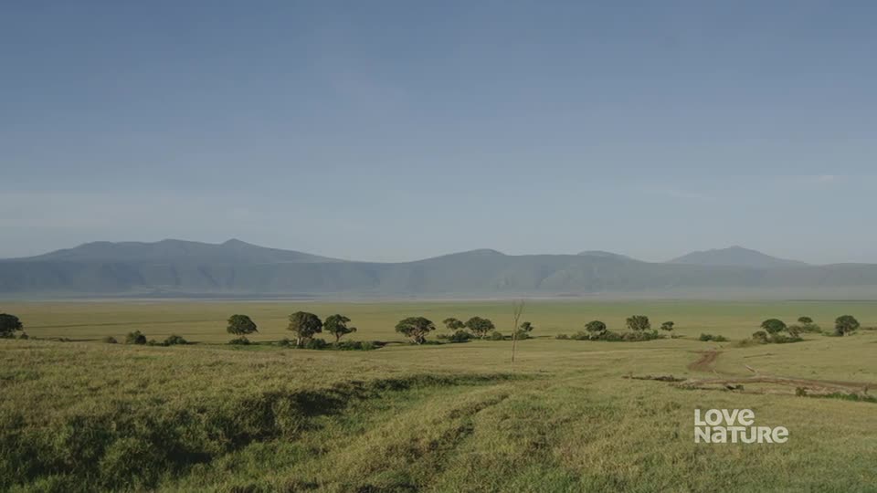 A wide, grassy plain stretches out, dotted with small trees, toward a hazy mountain range. The sky is a clear, pale blue, and the overall scene feels calm and open.
