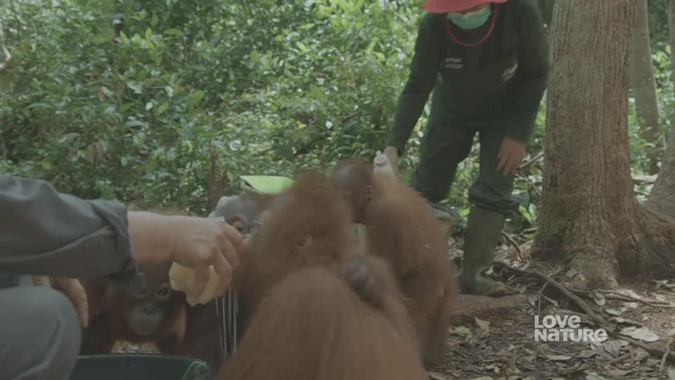 An orangutan reaches for a piece of fruit being offered by a person. Another person stands nearby, seemingly ready to assist.

