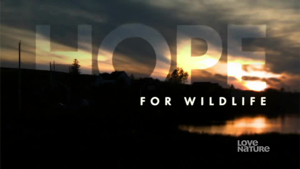 The sun dips below the horizon, casting an orange glow through the clouds. Silhouetted against the sky are buildings and trees, with the words "HOPE FOR WILDLIFE" overlaid.
