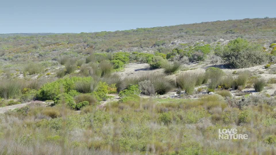 A gently sloping landscape is covered in low-lying green and tan vegetation. The sky is a clear, pale blue.
