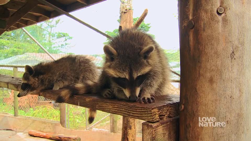 Two raccoons are sprawled out on a wooden shelf, one resting its head and the other seemingly asleep. The one on the left has its paws dangling, while the other is curled up.
