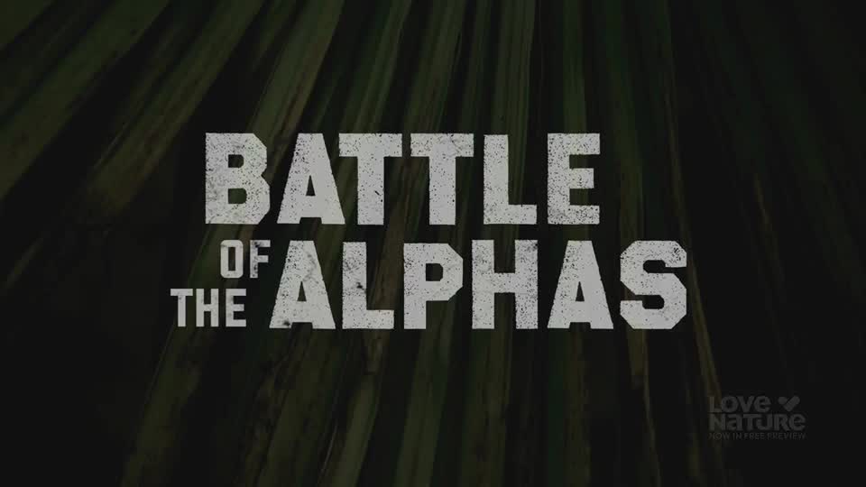 The words "BATTLE OF THE ALPHAS" are centered against a dark, textured background. The Love Nature logo is in the bottom right corner.
