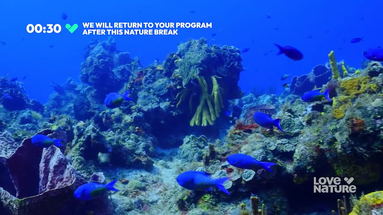 Bright blue fish dart through the water, their shapes contrasting against the textured coral. The scene is awash in deep blues and greens, a vibrant underwater world.
