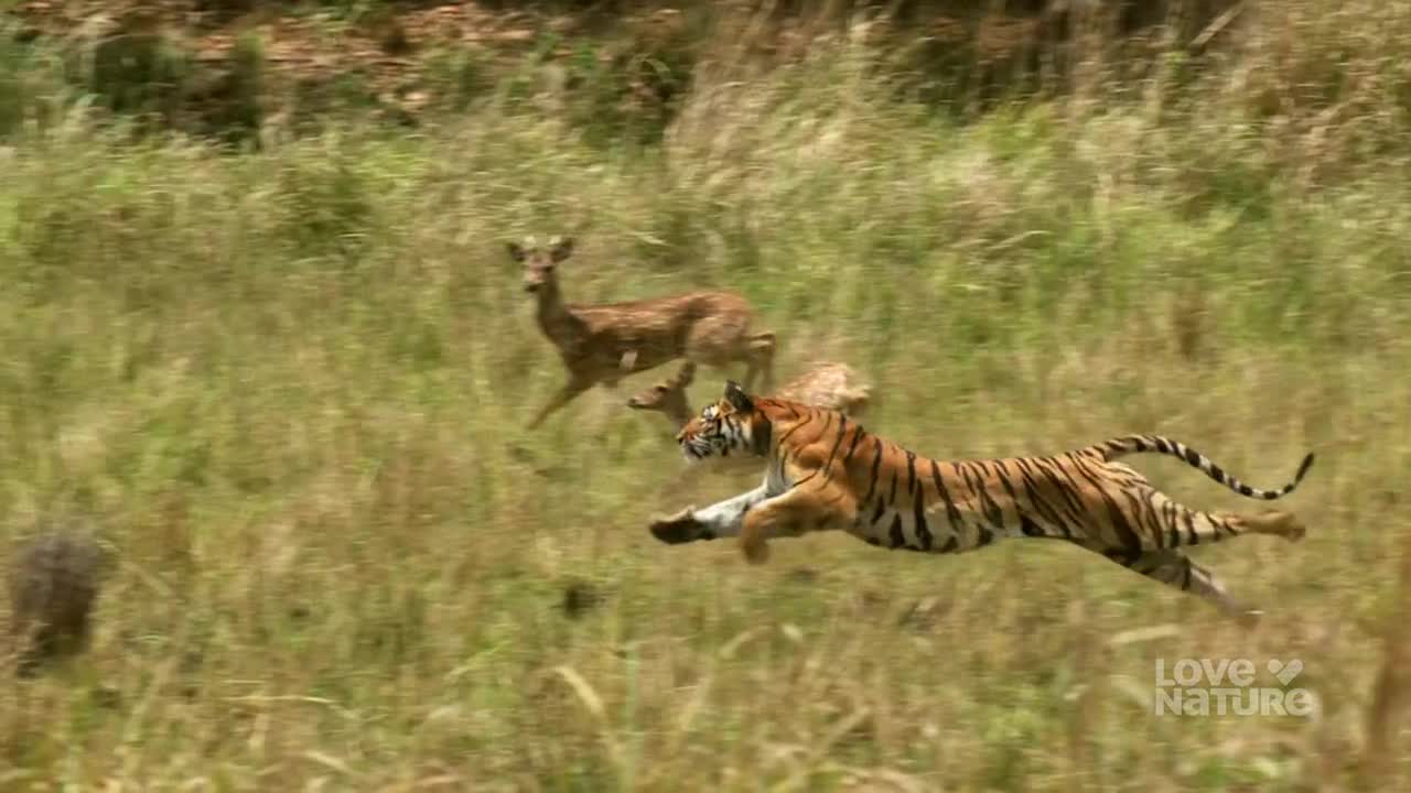 A tiger, stripes blazing, is airborne, legs outstretched in pursuit. Two deer bound ahead, their bodies low to the ground, trying to escape.
A tiger, stripes blazing, is airborne, legs outstretched in pursuit. Two deer bound ahead, their bodies low to the ground, trying to escape.