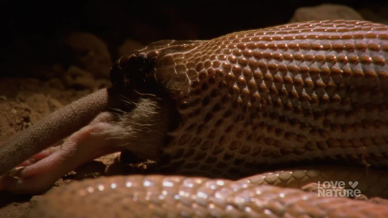 A snake's head is wrapped around a small, furry animal, its scales glistening in the dim light. The snake's jaws are open, and the prey is being swallowed.
A snake's head is wrapped around a small, furry animal, its scales glistening in the dim light. The snake's jaws are open, and the prey is being swallowed.