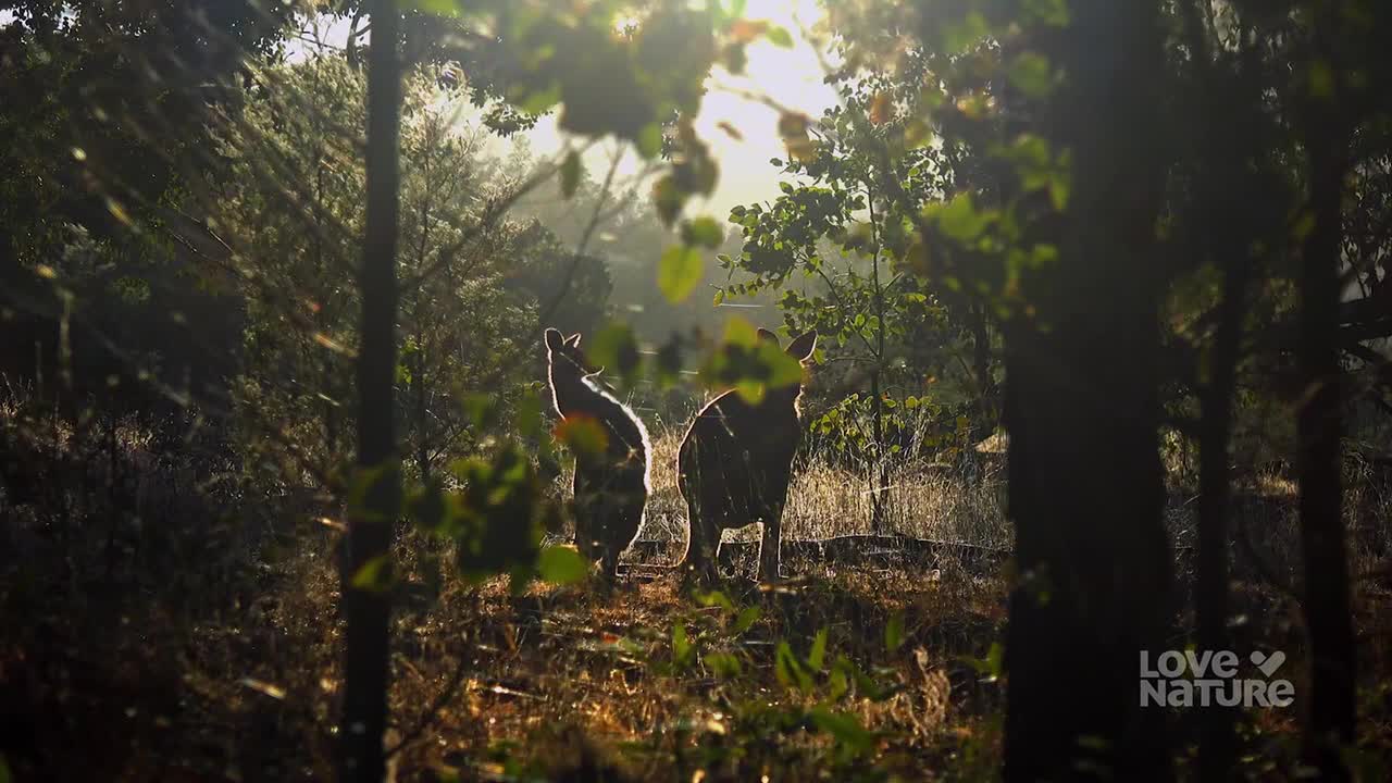 Two wallabies stand in the dappled sunlight, their dark bodies silhouetted against the bright background. The light catches the texture of their fur, and the scene feels peaceful.
Two wallabies stand in the dappled sunlight, their dark bodies silhouetted against the bright background. The light catches the texture of their fur, and the scene feels peaceful.