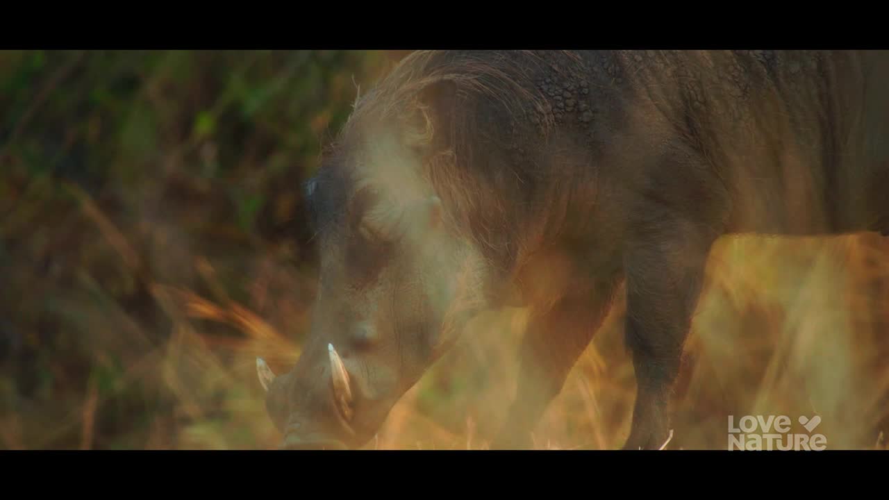 A warthog, partially obscured by tall grasses, moves slowly through the frame. Its tusks are visible as it noses forward.
A warthog, partially obscured by tall grasses, moves slowly through the frame. Its tusks are visible as it noses forward.