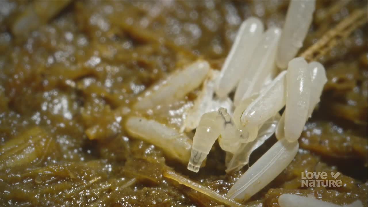 A cluster of translucent, oblong eggs rests on a bed of decaying matter. Some of the eggs are beginning to hatch, revealing tiny, developing insects.
A cluster of translucent, oblong eggs rests on a bed of decaying matter. Some of the eggs are beginning to hatch, revealing tiny, developing insects.