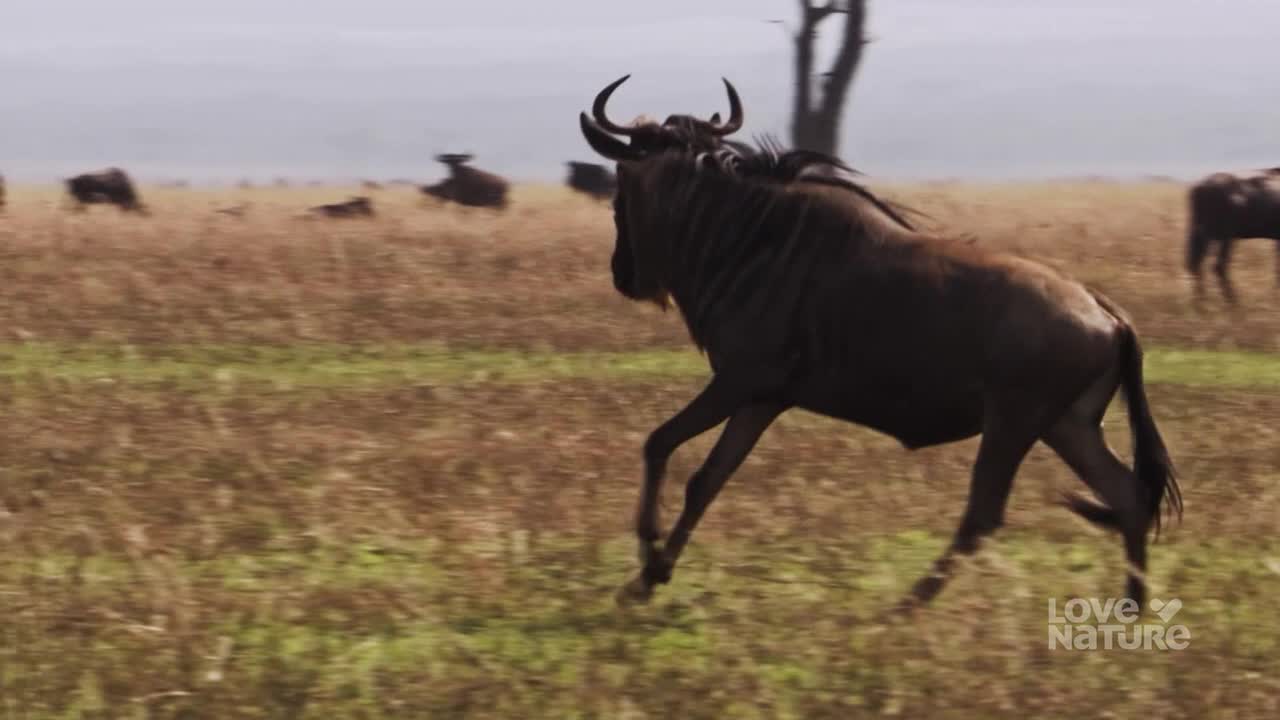 A dark-colored wildebeest is mid-stride, its legs extended as it runs across the grassy plain. Others graze in the distance, but this one is focused on something ahead.
A dark-colored wildebeest is mid-stride, its legs extended as it runs across the grassy plain. Others graze in the distance, but this one is focused on something ahead.