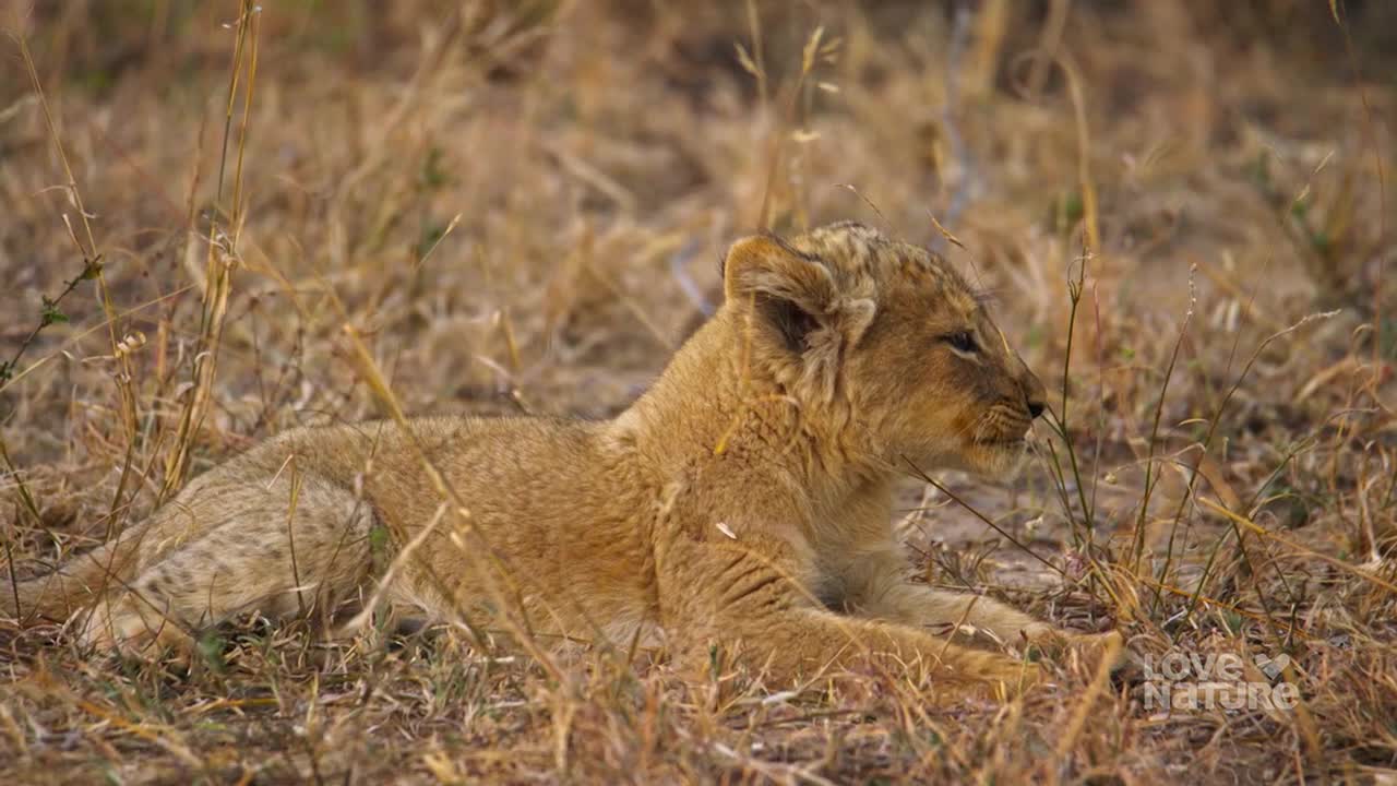 A small lion cub rests in the dry grass, its eyes focused on something out of frame. Its fur is the same color as the surrounding vegetation.
A small lion cub rests in the dry grass, its eyes focused on something out of frame. Its fur is the same color as the surrounding vegetation.