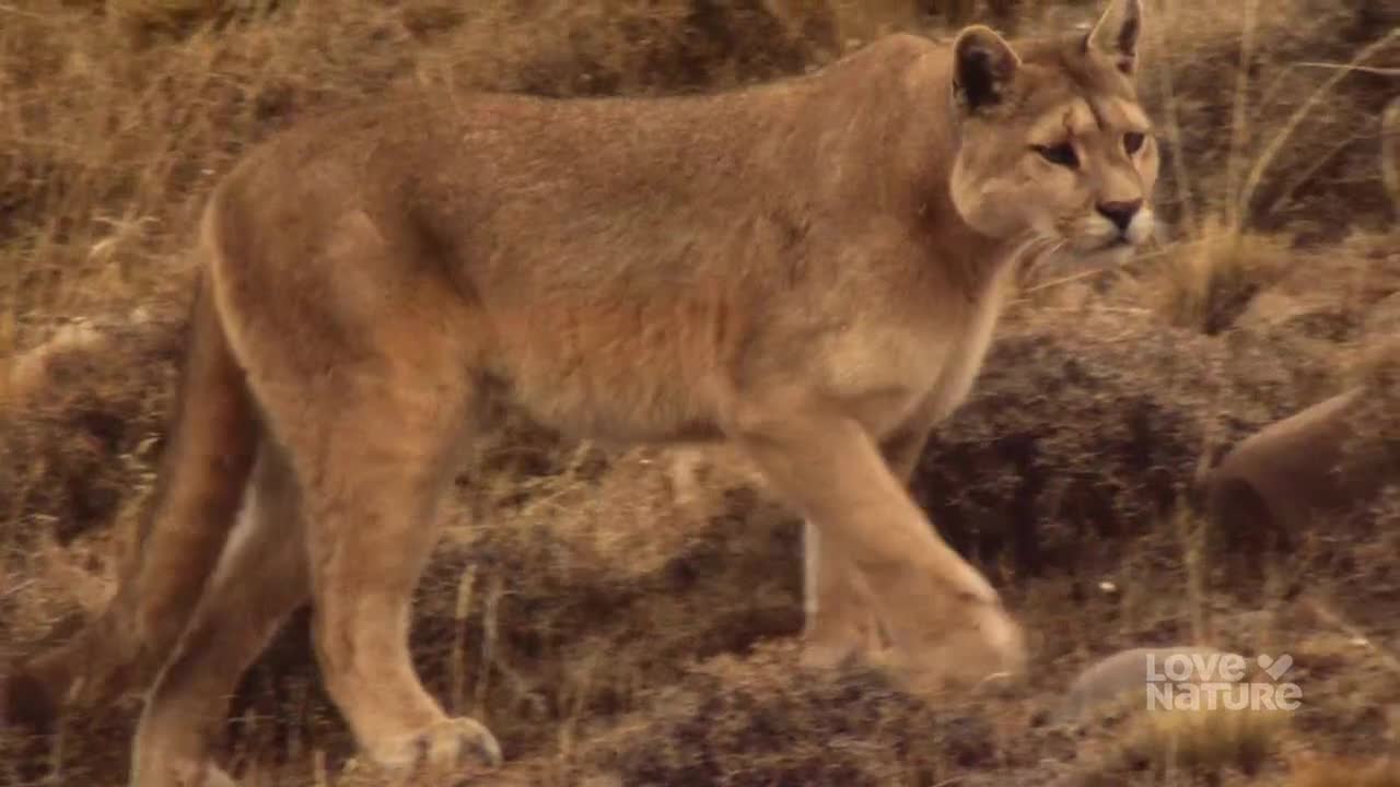 The cougar treads slowly, its tan fur blending with the dry grass and earth. It moves deliberately, its gaze fixed ahead as it navigates the rocky terrain.
The cougar treads slowly, its tan fur blending with the dry grass and earth. It moves deliberately, its gaze fixed ahead as it navigates the rocky terrain.
