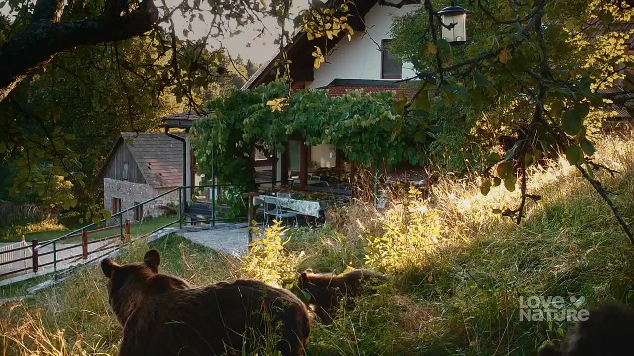 A large brown bear and two cubs are making their way through tall grass, heading towards a house. Sunlight filters through the trees, illuminating the scene.
A large brown bear and two cubs are making their way through tall grass, heading towards a house. Sunlight filters through the trees, illuminating the scene.