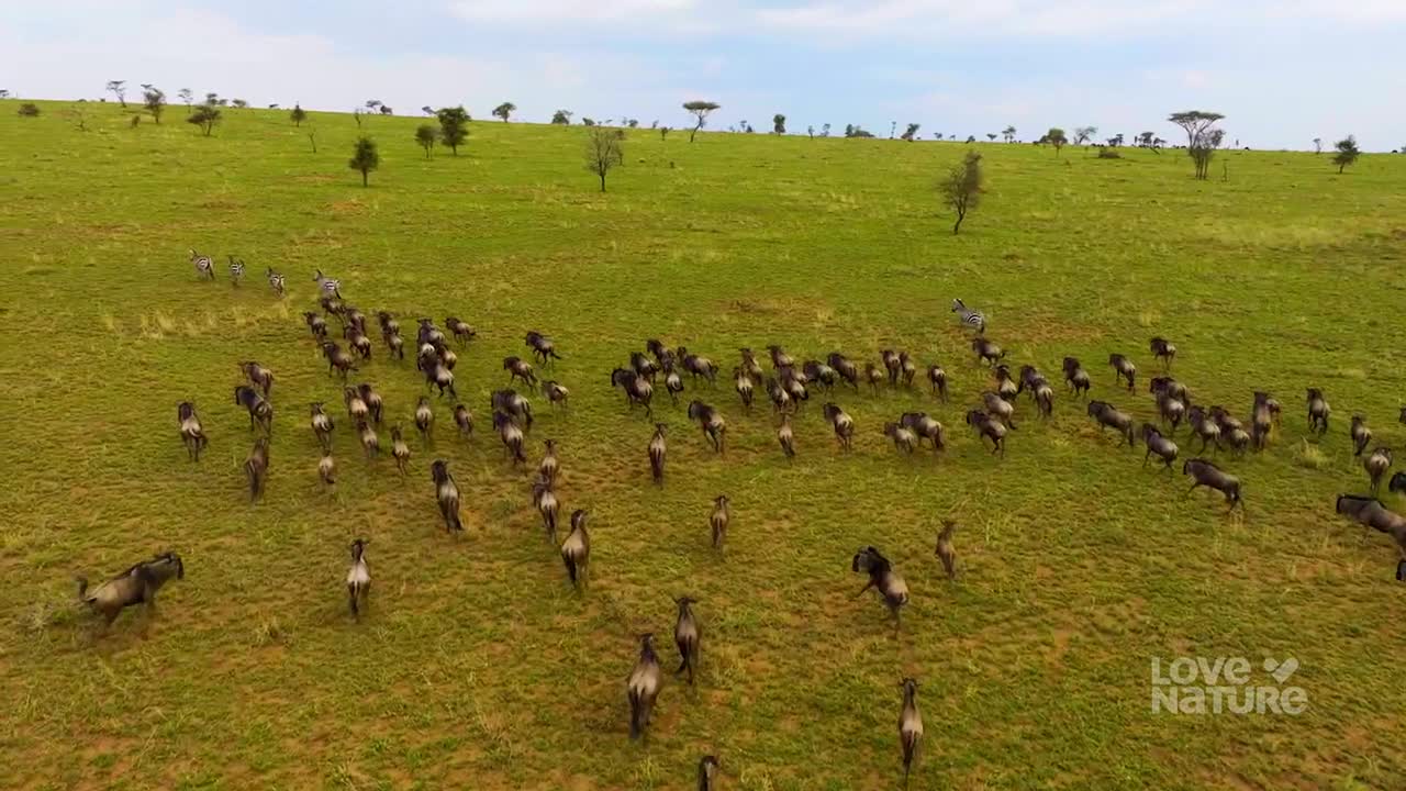A herd of wildebeest surges across the grassy plain, their dark bodies contrasting with the green. Zebras trot alongside them, their stripes a flash of black and white.
A herd of wildebeest surges across the grassy plain, their dark bodies contrasting with the green. Zebras trot alongside them, their stripes a flash of black and white.