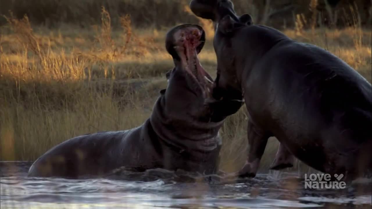 One hippo opens its jaws wide, revealing a bloody interior, as another nudges it with its head. They're both in the water, with tall, dry grass in the background.
One hippo opens its jaws wide, revealing a bloody interior, as another nudges it with its head. They're both in the water, with tall, dry grass in the background.