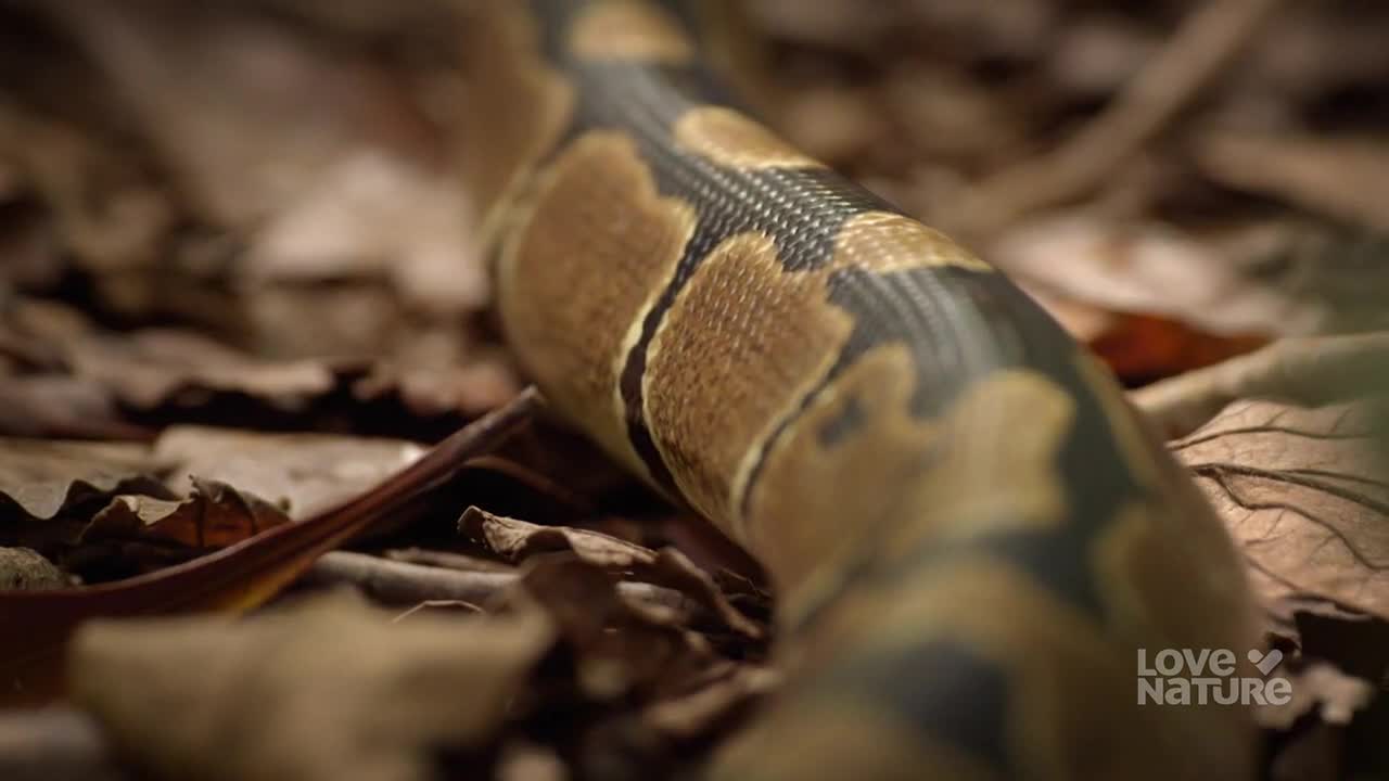 A patterned snake, its scales like a textured mosaic, slowly glides across the leaf-strewn forest floor. The creature's body, a mix of brown and black, moves with a fluid grace.
A patterned snake, its scales like a textured mosaic, slowly glides across the leaf-strewn forest floor. The creature's body, a mix of brown and black, moves with a fluid grace.