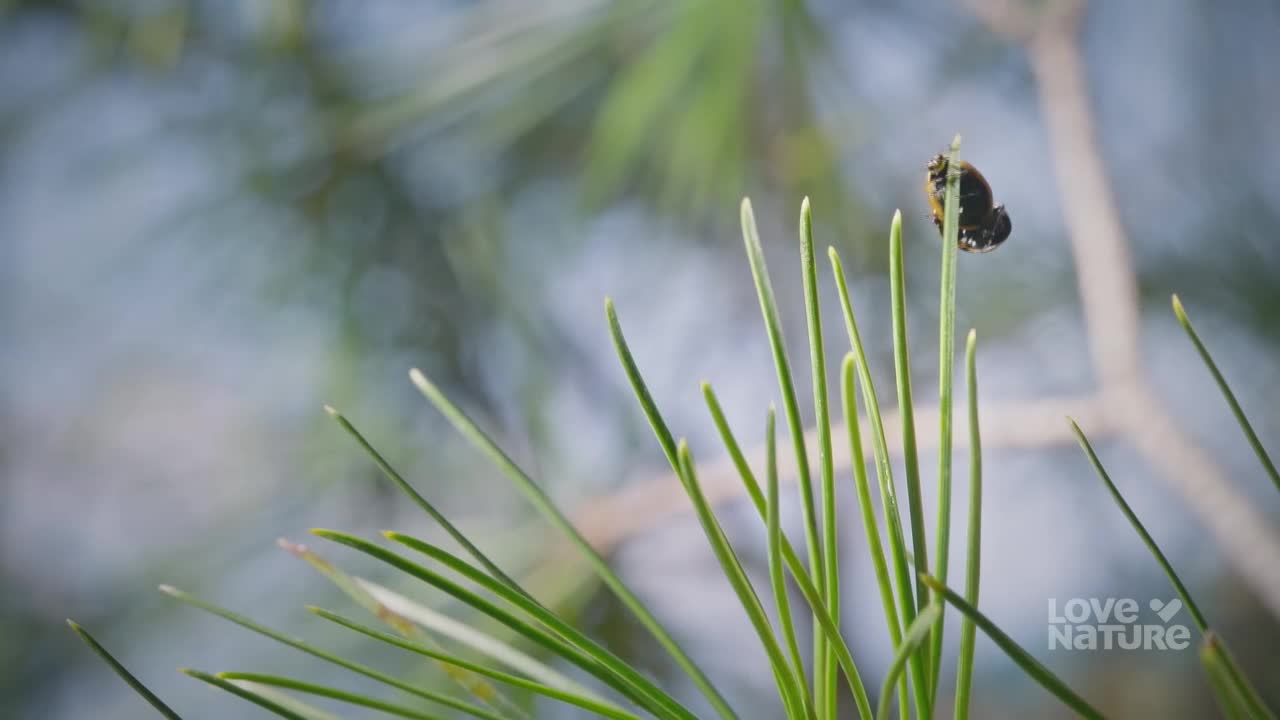 A bee clings to the tip of a pine needle, its fuzzy body a dark contrast against the bright green. The soft focus background hints at a Canadian forest, a perfect place to appreciate nature's small wonders.