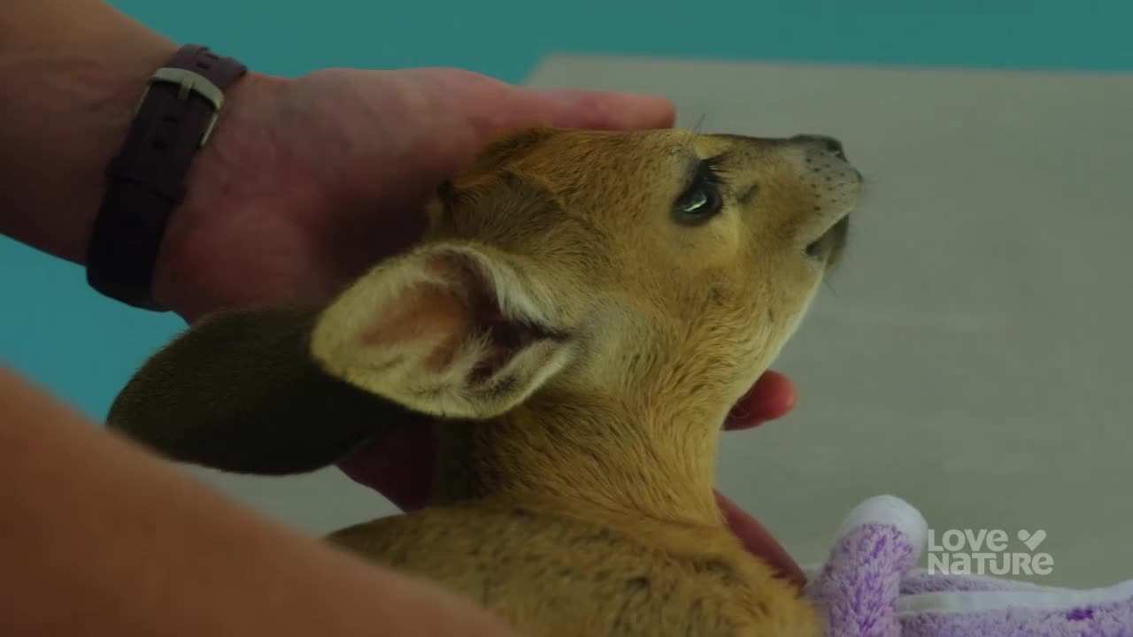 Gentle hands cup a young deer's head, its large ears twitching. The fawn's wide eyes look up, a soft purple blanket tucked beneath its chin.
