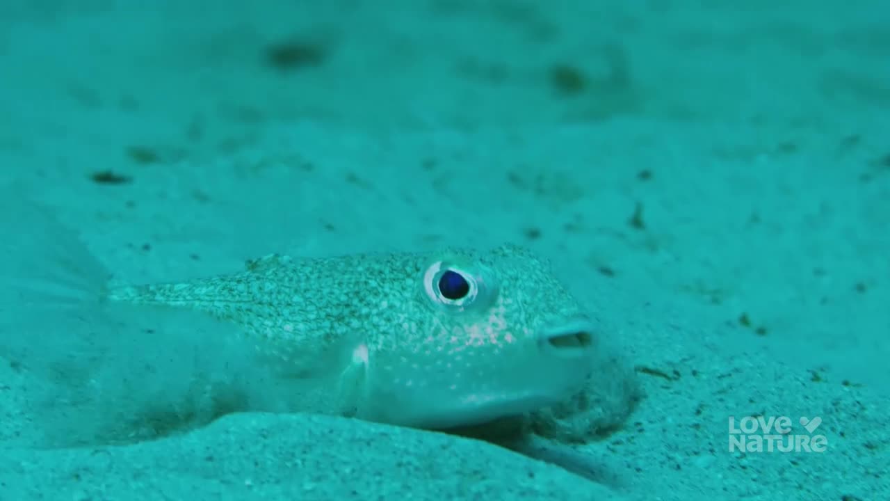 A small, spotted fish rests on the sandy seabed, its tail fin gently fanning the sediment. Its large, dark eye stares forward, a tiny mouth slightly agape.