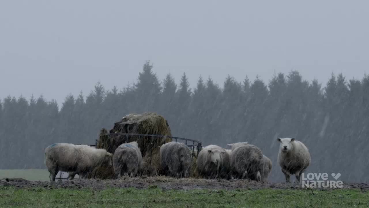 Snowflakes drift down onto a flock of sheep gathered around a hay feeder. One sheep stands apart, looking directly at me.