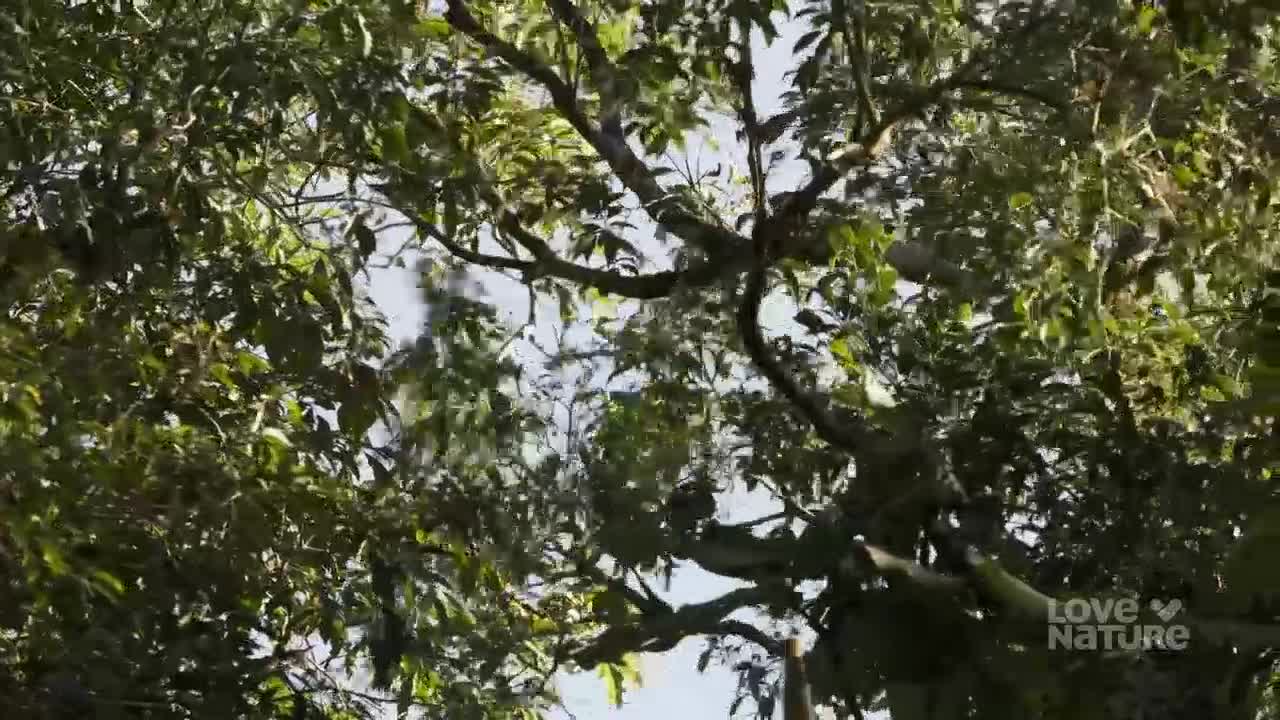A flurry of small birds darts through the sun-dappled leaves of a large tree. The birds are too quick to identify, but their movement suggests a lively natural scene.