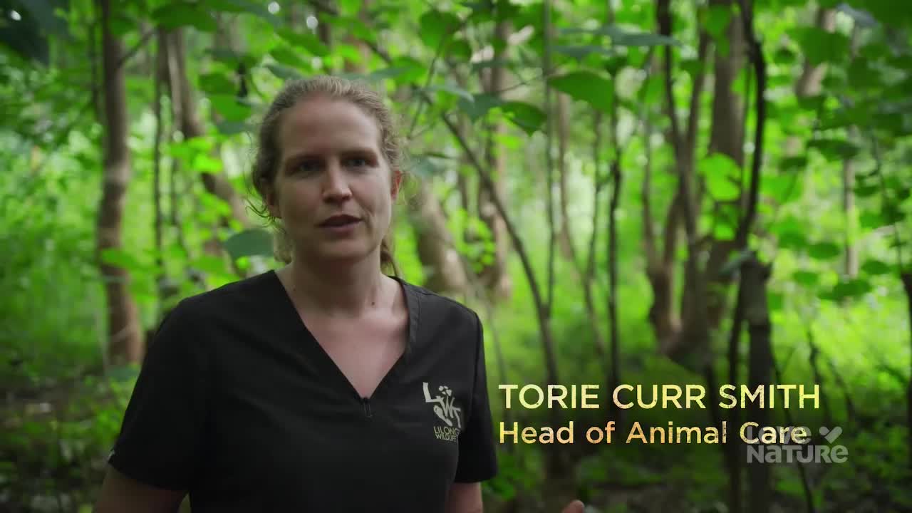 A woman stands in a lush, green forest, her black uniform bearing a logo. Text overlays identify her as Torie Curr Smith, Head of Animal Care, with a Nature logo.